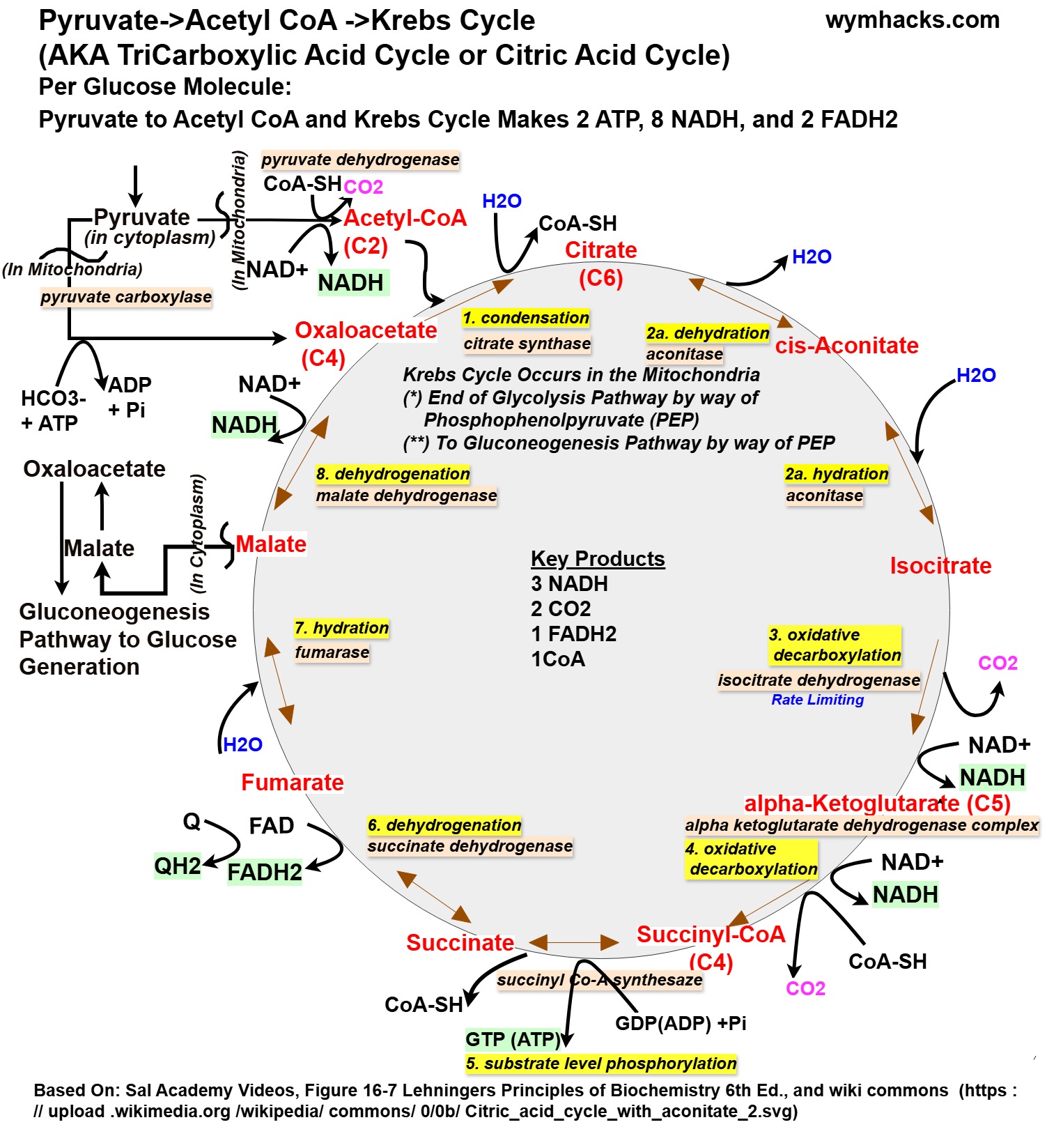 Glycolysis and Gluconeogenesis Detailed Reaction Pathway