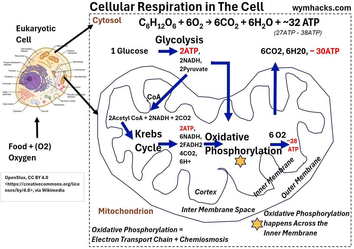 Cellular respiration in Eukaryotic Cell Cytosol and Mitochondria Mitochondrion