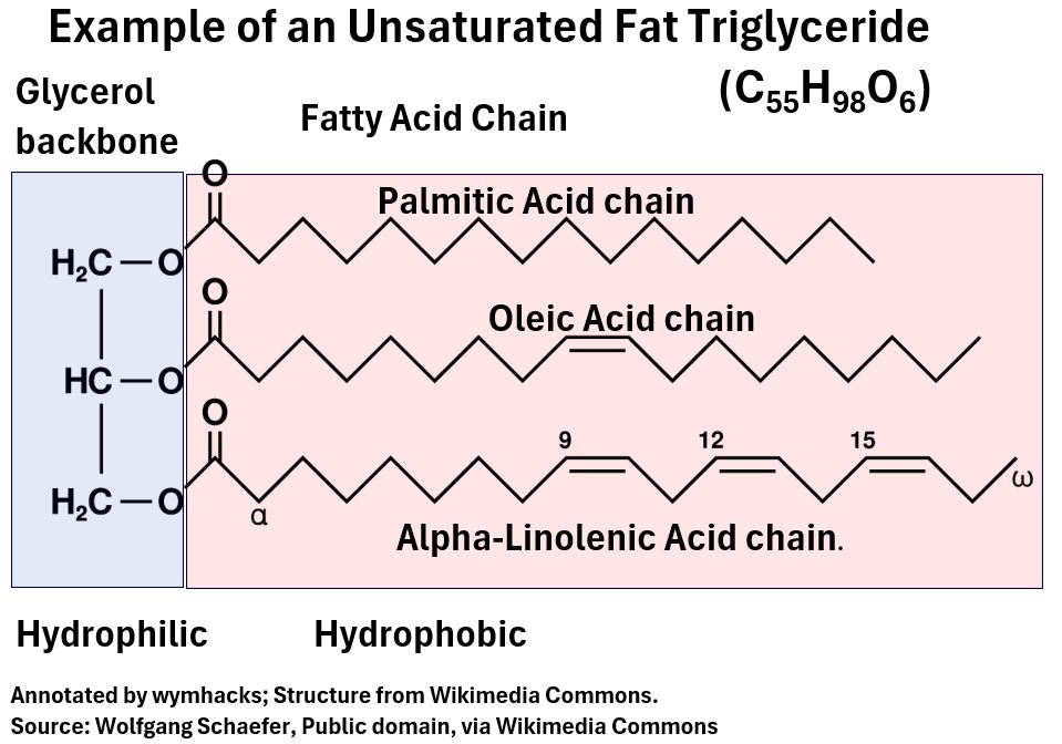 Example of an Unsaturated Fat Triglyceride