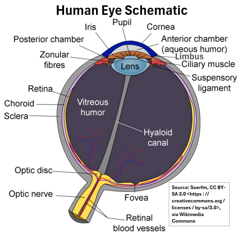 Eye Schematic - Wikimedia Commons